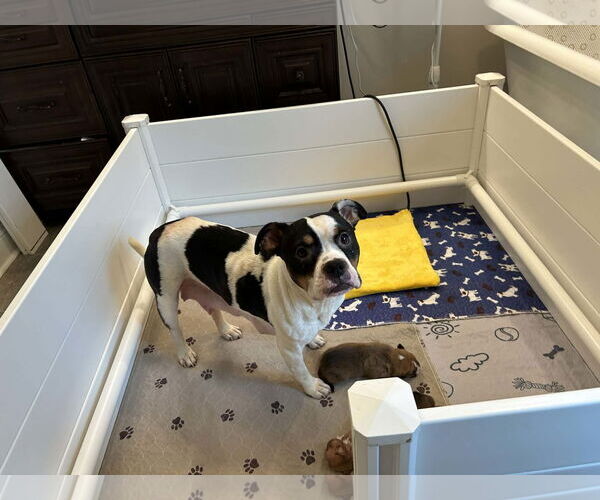 Medium Photo #4 American Staffordshire Terrier-Unknown Mix Puppy For Sale in Holly Springs, NC, USA