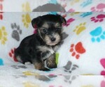 Small Photo #1 Havashire Puppy For Sale in ORO VALLEY, AZ, USA
