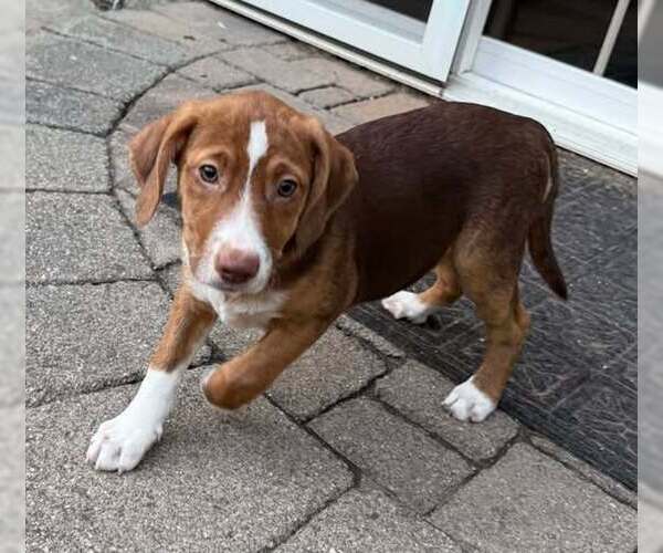 Medium Photo #2 Labrador Retriever-Unknown Mix Puppy For Sale in Mechanicsburg, PA, USA
