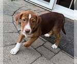 Small #1 Labrador Retriever Mix