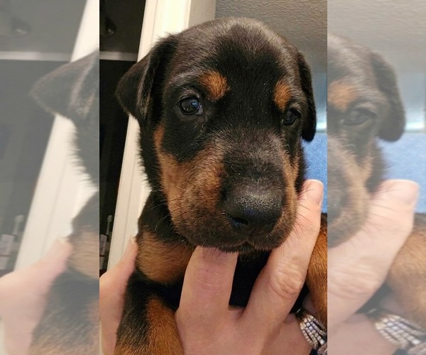 Medium Photo #3 Doberman Pinscher Puppy For Sale in BEGGS, OK, USA