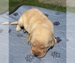 Puppy Puppy 3 Labrador Retriever