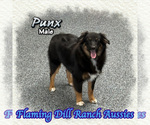 Image preview for Ad Listing. Nickname: Punx