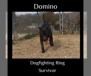 American Staffordshire Terrier Dogs for adoption in Staley, NC, USA