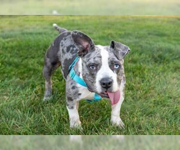 Medium Photo #10 American Pit Bull Terrier-Staffordshire Bull Terrier Mix Puppy For Sale in Princeton, MN, USA