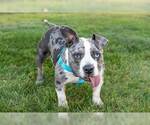 Small Photo #10 American Pit Bull Terrier-Staffordshire Bull Terrier Mix Puppy For Sale in Princeton, MN, USA