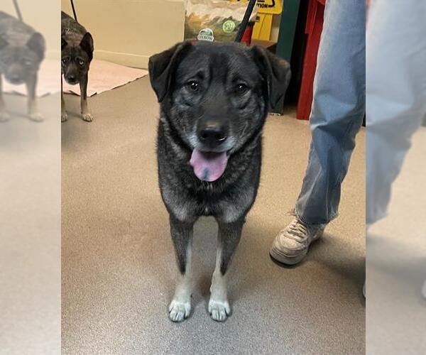 Medium Photo #1 German Shepherd Dog-Unknown Mix Puppy For Sale in Pasadena, CA, USA