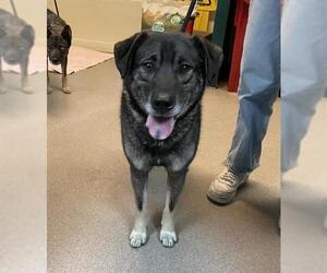 German Shepherd Dog-Unknown Mix Dogs for adoption in Pasadena, CA, USA