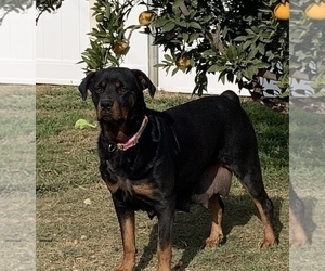 Rottweiler Puppy for sale in ELDERWOOD, CA, USA