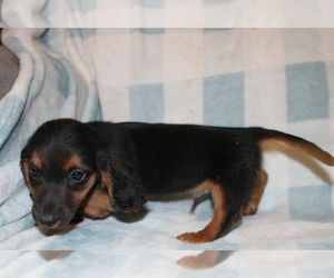 Dachshund Puppy for sale in BLMGTN, IN, USA