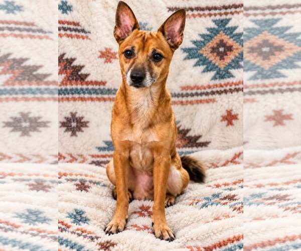 Medium Photo #1 Chihuahua-Unknown Mix Puppy For Sale in Sanford, FL, USA