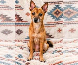 Chihuahua-Unknown Mix Dogs for adoption in Sanford, FL, USA