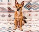 Arlo - Male Chihuahua-Unknown Mix Dog for Adoption - Small photo