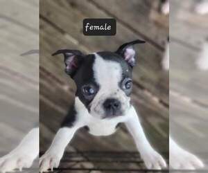 Boston Terrier Puppy for sale in JUDSONIA, AR, USA