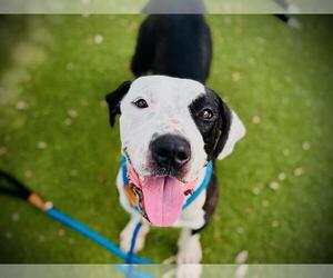 Labrador Retriever-Unknown Mix Dogs for adoption in Orlando, FL, USA