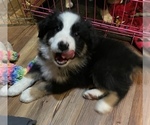 Puppy 4 Australian Shepherd