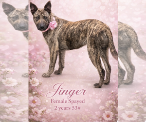 Jinger - Female Holland Shepherd-Unknown Mix Dog for Adoption