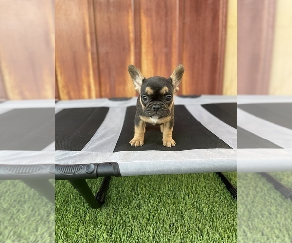 Medium Photo #1 French Bulldog Puppy For Sale in OCEANSIDE, CA, USA
