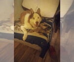 Small #4 Siberian Husky