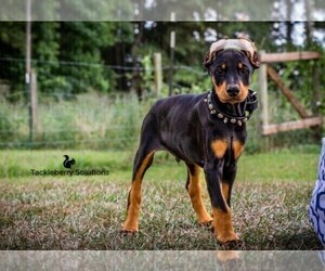 Doberman Pinscher Puppy for sale in MOUNT OLIVE, NC, USA
