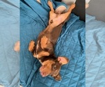 Small Photo #5 Dachshund Puppy For Sale in MURRIETA, CA, USA
