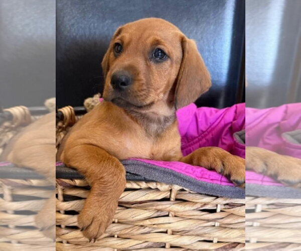 Medium Photo #9 Dachshund-Doberman Pinscher Mix Puppy For Sale in Buffalo, MN, USA