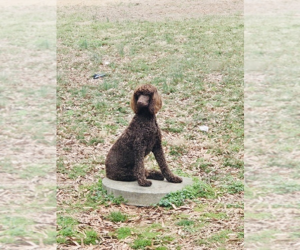 Medium Photo #1 Poodle (Standard) Puppy For Sale in WINSTON SALEM, NC, USA
