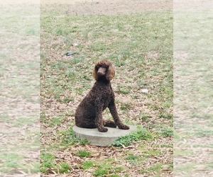 Poodle (Standard) Puppy for sale in WINSTON SALEM, NC, USA