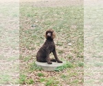 Small Poodle (Standard)