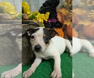 Rat Terrier Puppy for sale in HAMMOND, IN, USA