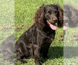 Father of the Boykin Spaniel puppies born on 03/07/2023
