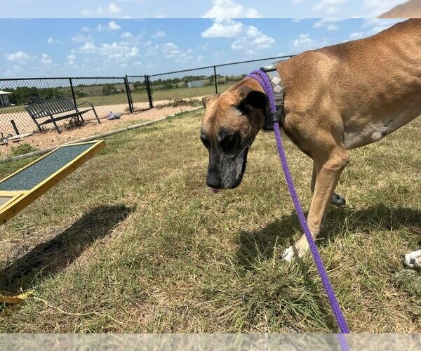 Medium Photo #4 Great Dane Puppy For Sale in Bullard, TX, USA