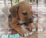 Small #2 Labrador Retriever Mix