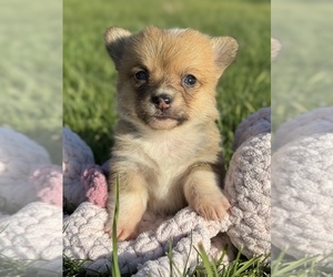 Pembroke Welsh Corgi Puppy for sale in COLORADO SPRINGS, CO, USA