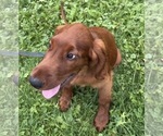 Black collar - Male Irish Setter Puppy for Sale - Photo #9