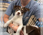 Small #2 Mutt
