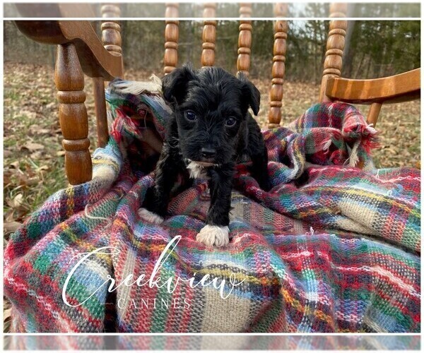 Medium Photo #9 Schnoodle (Miniature) Puppy For Sale in NIANGUA, MO, USA