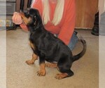 Small Photo #16 Rottweiler Puppy For Sale in SPOKANE, WA, USA