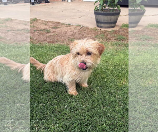 Medium Photo #2 Mutt Puppy For Sale in Grafton, WI, USA