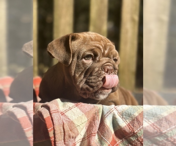 Full screen Photo #1 Bulldog Puppy For Sale in FORT WHITE, FL, USA
