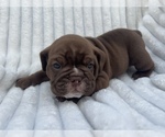 Small Photo #2 English Bulldog Puppy For Sale in DURANT, OK, USA
