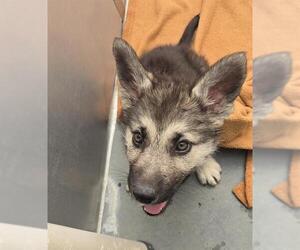 German Shepherd Dog-Unknown Mix Dogs for adoption in Santa Cruz, CA, USA