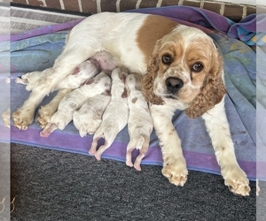 Mother of the Cocker Spaniel puppies born on 07/17/2025