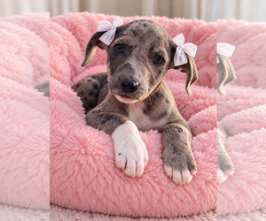 Catahoula Leopard Dog-Unknown Mix Dogs for adoption in Mt. Laurel, NJ, USA