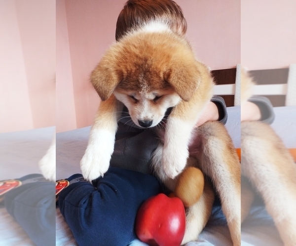 Medium Photo #7 Akita Puppy For Sale in Chisinau, Chisinau Municipality, Moldova