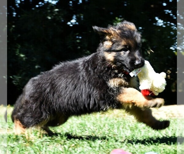 Medium Photo #14 German Shepherd Dog Puppy For Sale in MURRIETA, CA, USA