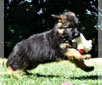 Small Photo #14 German Shepherd Dog Puppy For Sale in MURRIETA, CA, USA
