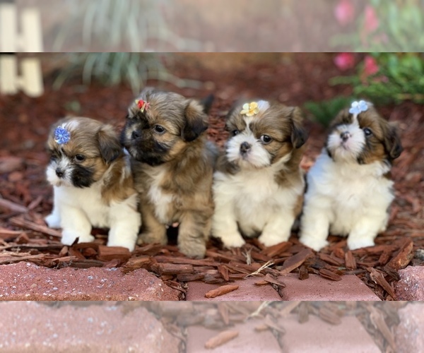 Medium Photo #12 Shih Tzu Puppy For Sale in BUFORD, GA, USA