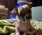 Puppy Puppy 1 Chihuahua