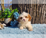 Puppy Stanley Cavapoo-Poodle (Standard) Mix